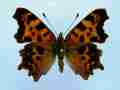Polygonia c-album (cold shock abb 8) (Internet Image property of respective owner, non-commercial use only)